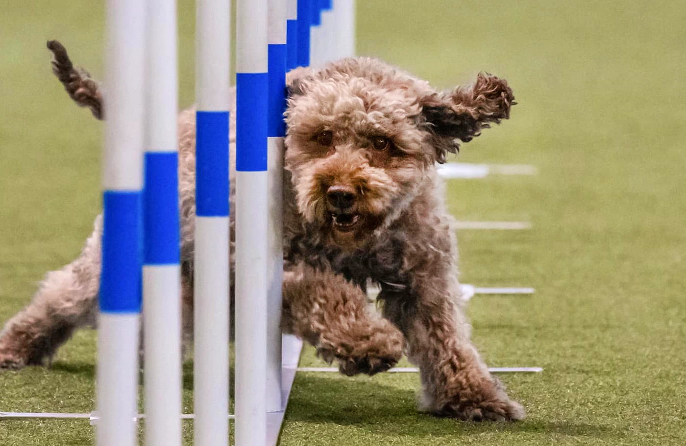 You are currently viewing Lagotto a ŠPORT